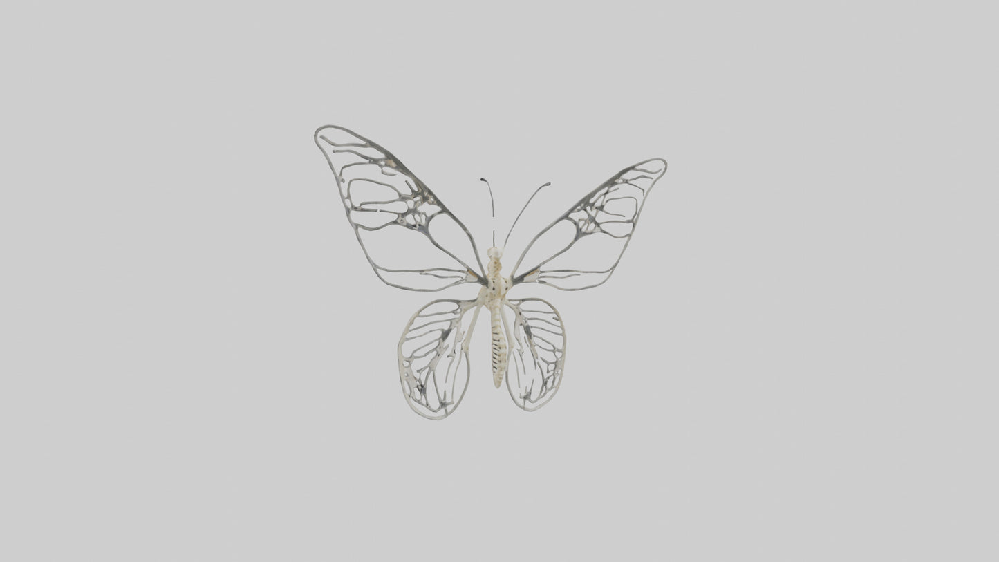 Butterfly Skeleton model VR / AR / low-poly