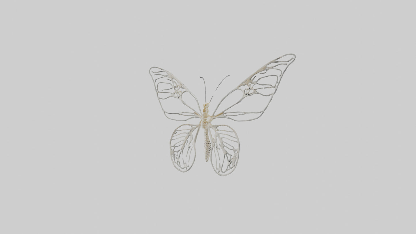 Butterfly Skeleton model VR / AR / low-poly