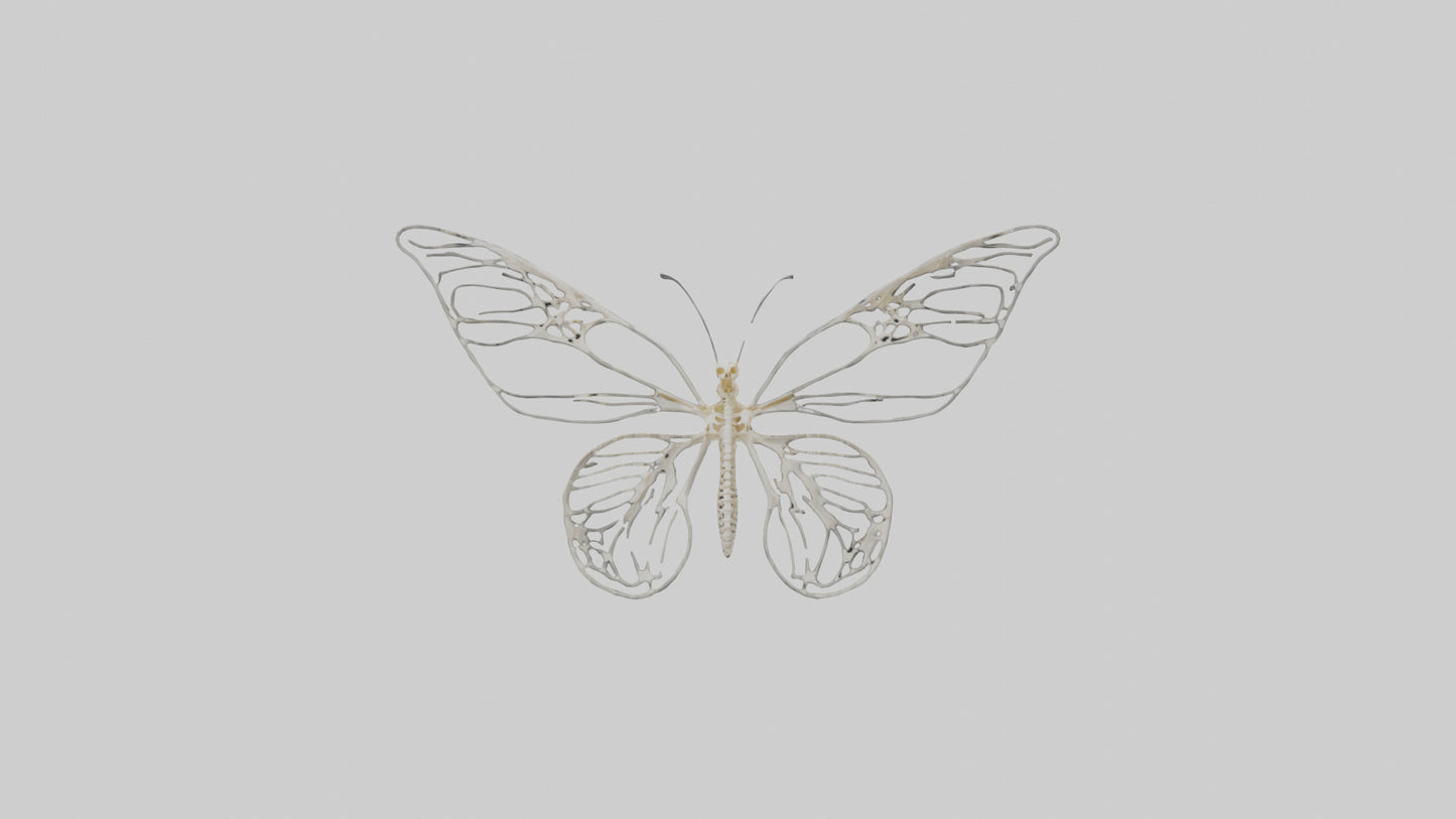 Butterfly Skeleton model VR / AR / low-poly