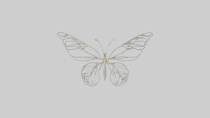 Butterfly Skeleton model VR / AR / low-poly