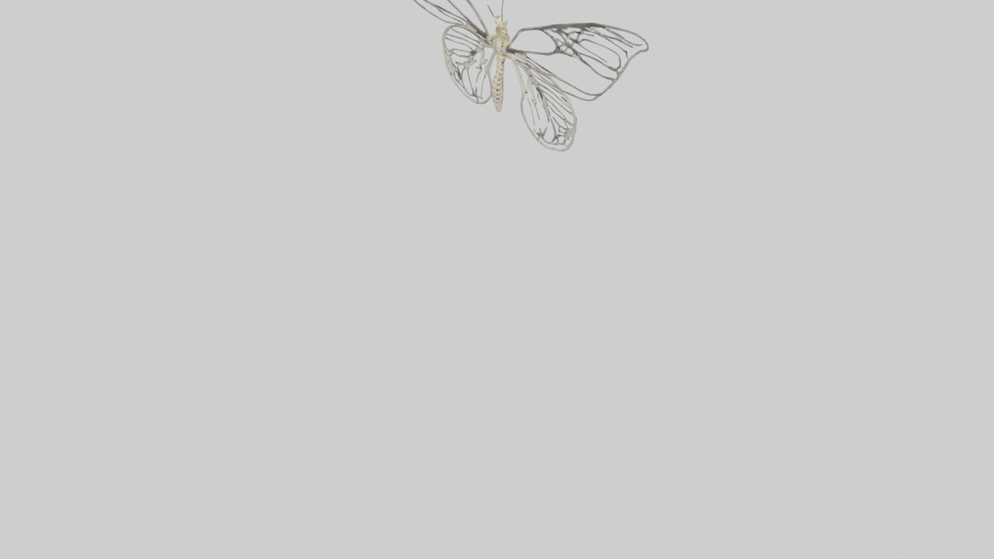 Butterfly Skeleton model VR / AR / low-poly
