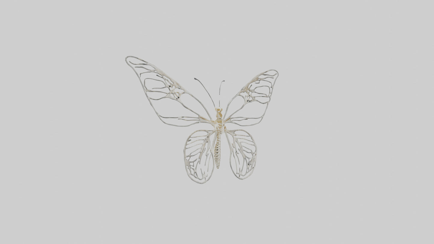 Butterfly Skeleton model VR / AR / low-poly