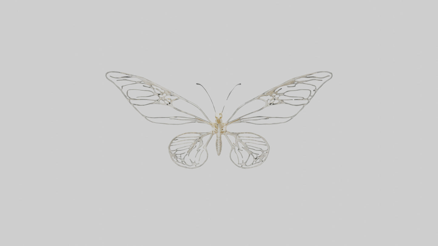 Butterfly Skeleton model VR / AR / low-poly
