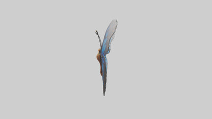 3D model Butterfly Wings Model VR / AR / low-poly