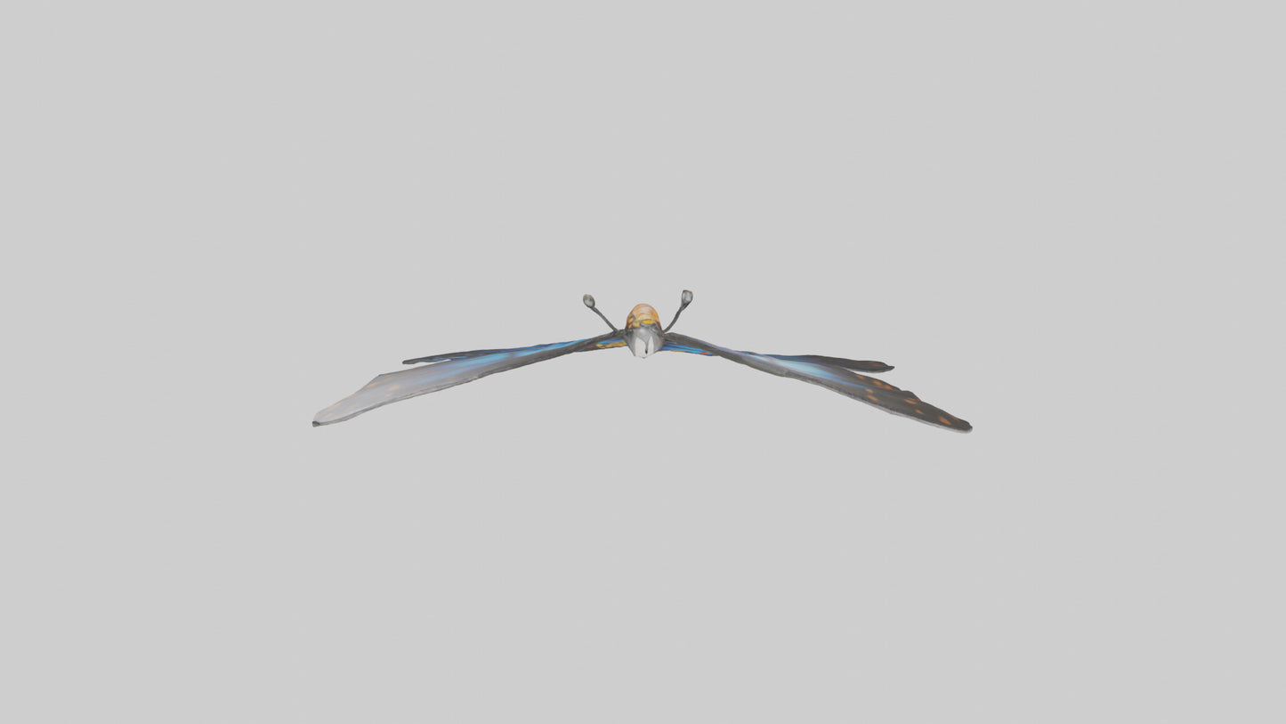 3D model Butterfly Wings Model VR / AR / low-poly