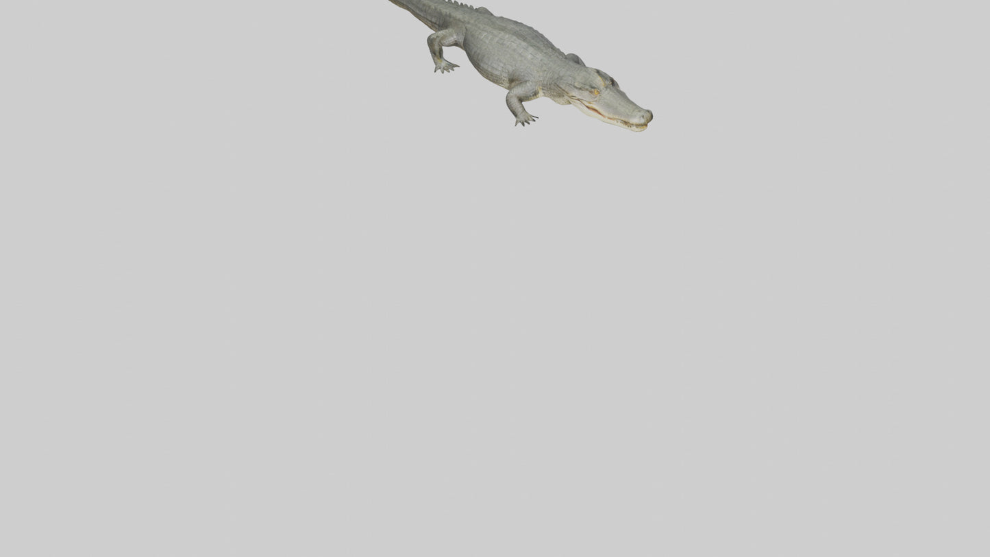 3D model Caiman Crocodile lurking model VR / AR / low-poly