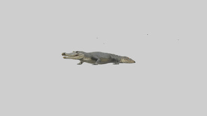 3D model Caiman Crocodile lurking model VR / AR / low-poly