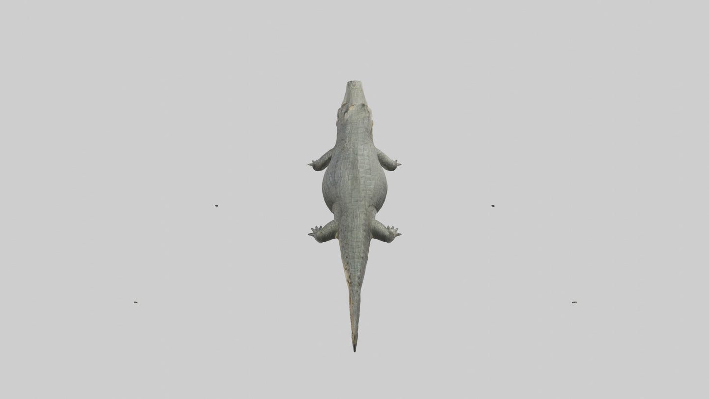 3D model Caiman Crocodile lurking model VR / AR / low-poly