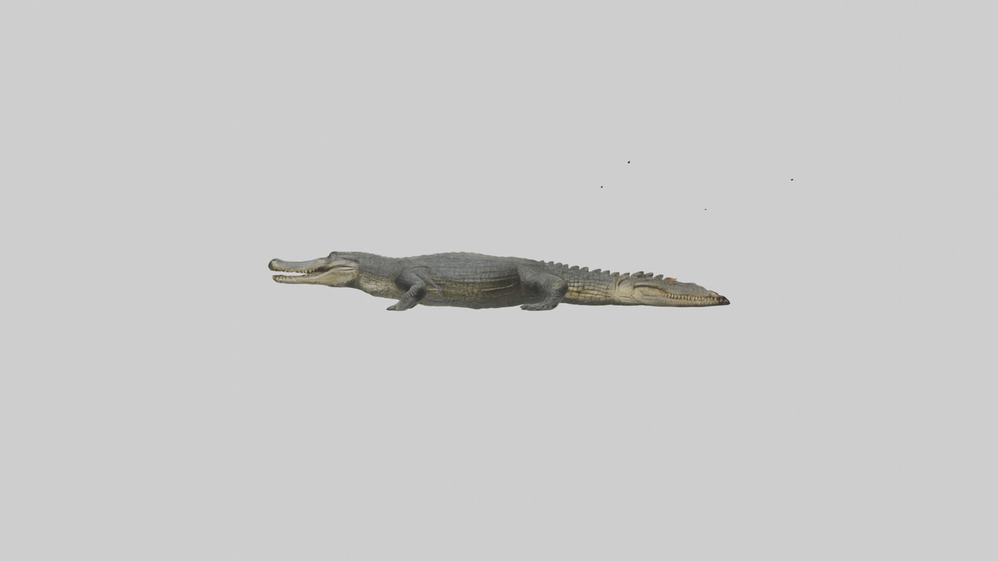 3D model Caiman Crocodile lurking model VR / AR / low-poly