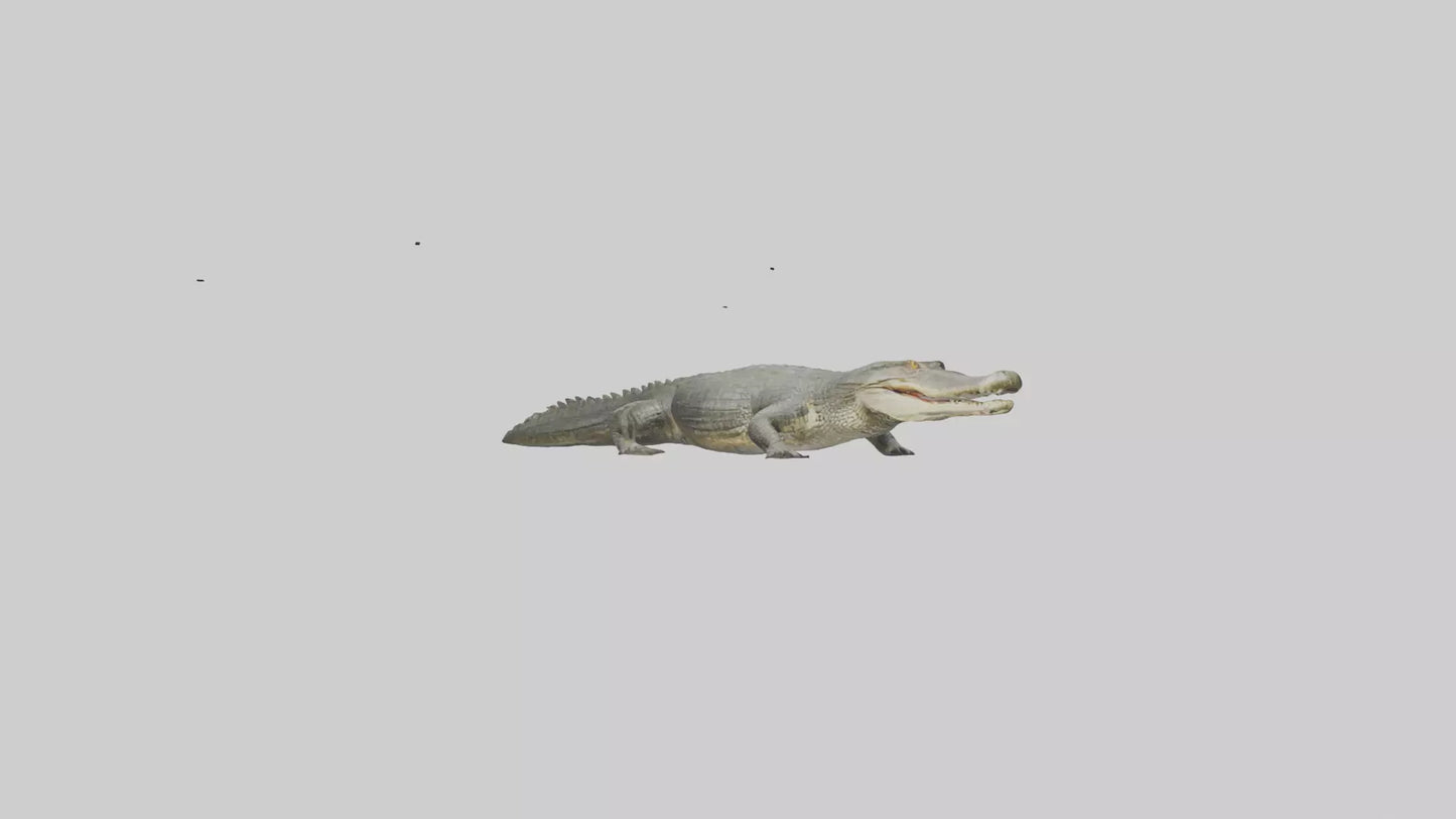 3D model Caiman Crocodile lurking model VR / AR / low-poly