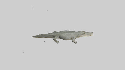 3D model Caiman Crocodile lurking model VR / AR / low-poly