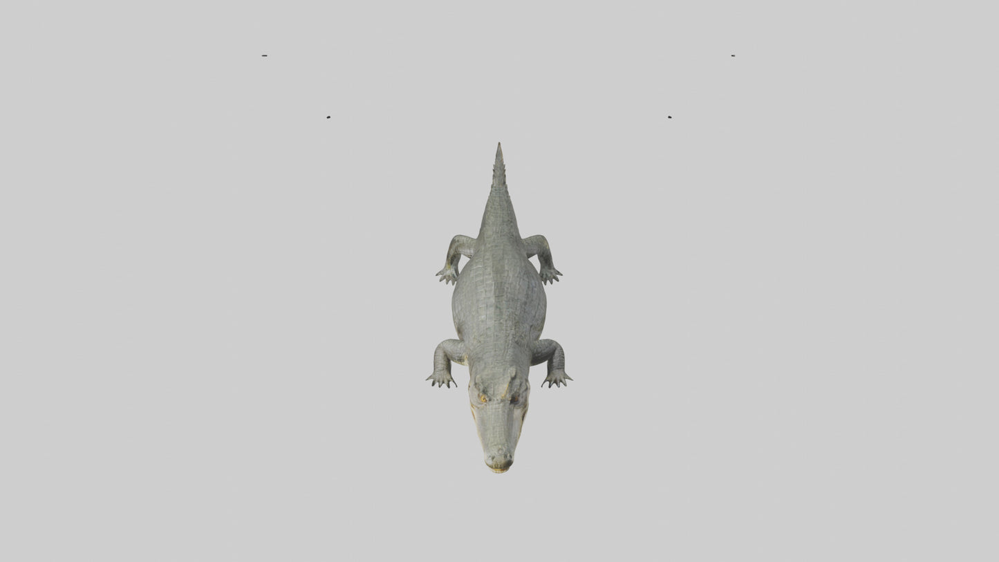 3D model Caiman Crocodile lurking model VR / AR / low-poly
