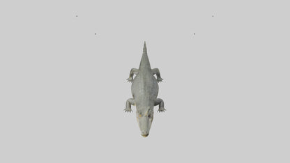 3D model Caiman Crocodile lurking model VR / AR / low-poly