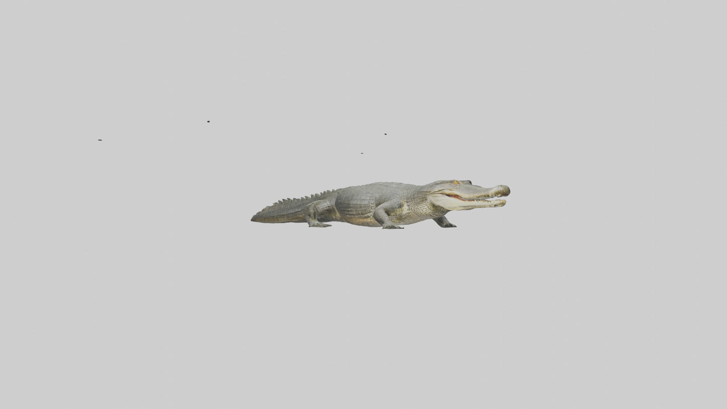 3D model Caiman Crocodile lurking model VR / AR / low-poly