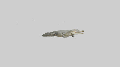 3D model Caiman Crocodile lurking model VR / AR / low-poly