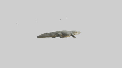 3D model Caiman Crocodile lurking model VR / AR / low-poly