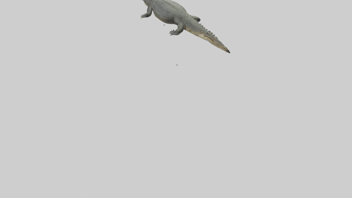 3D model Caiman Crocodile lurking model VR / AR / low-poly