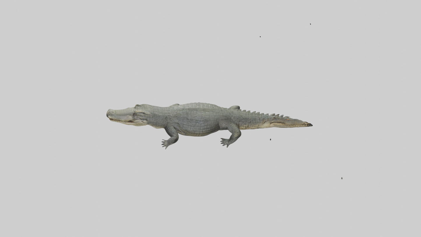 3D model Caiman Crocodile lurking model VR / AR / low-poly
