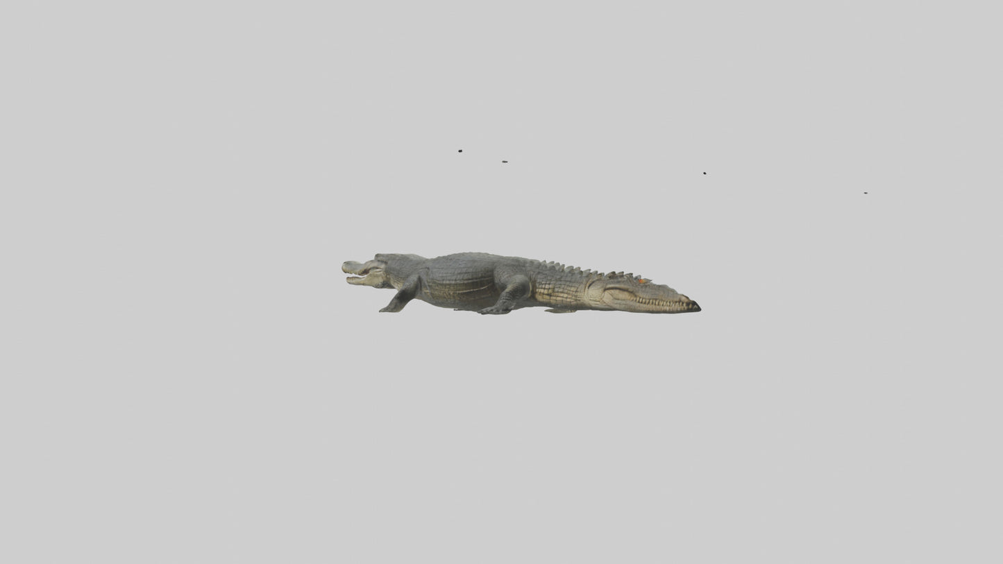 3D model Caiman Crocodile lurking model VR / AR / low-poly