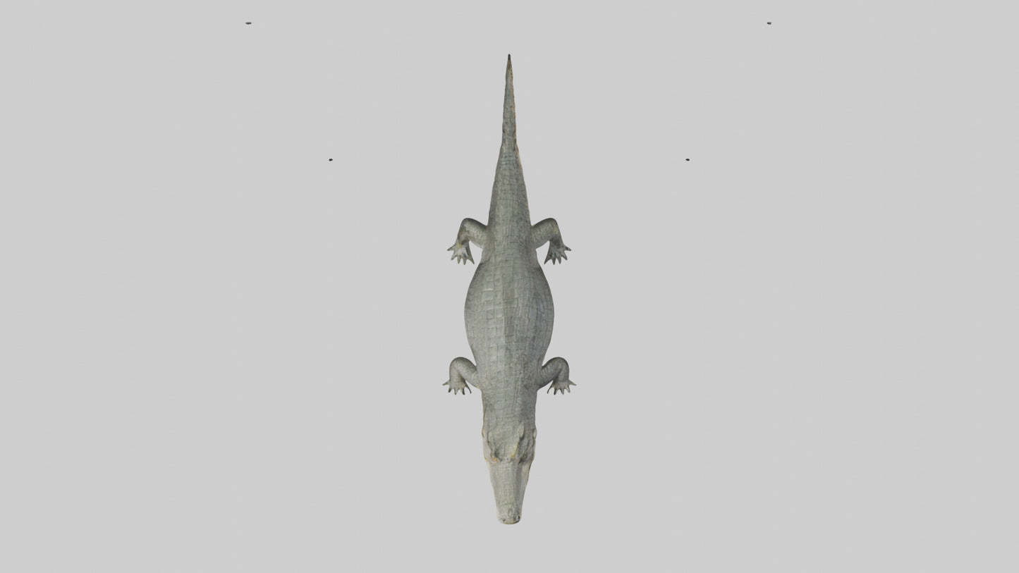 3D model Caiman Crocodile lurking model VR / AR / low-poly