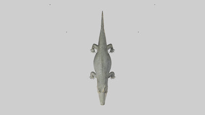 3D model Caiman Crocodile lurking model VR / AR / low-poly