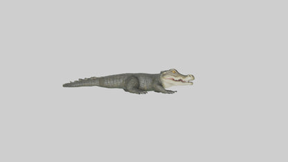 3D model Caiman lurking in water model VR / AR / low-poly