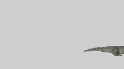 3D model Caiman lurking in water model VR / AR / low-poly