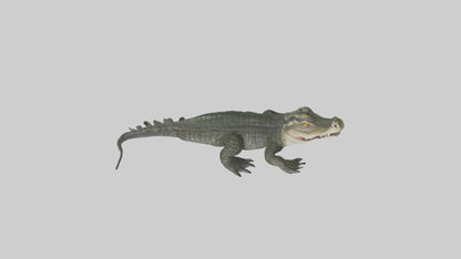 3D model Caiman lurking in water model VR / AR / low-poly