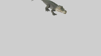 3D model Caiman lurking in water model VR / AR / low-poly