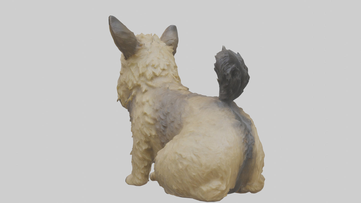 3D model Cairn Terrier sitting model VR / AR / low-poly