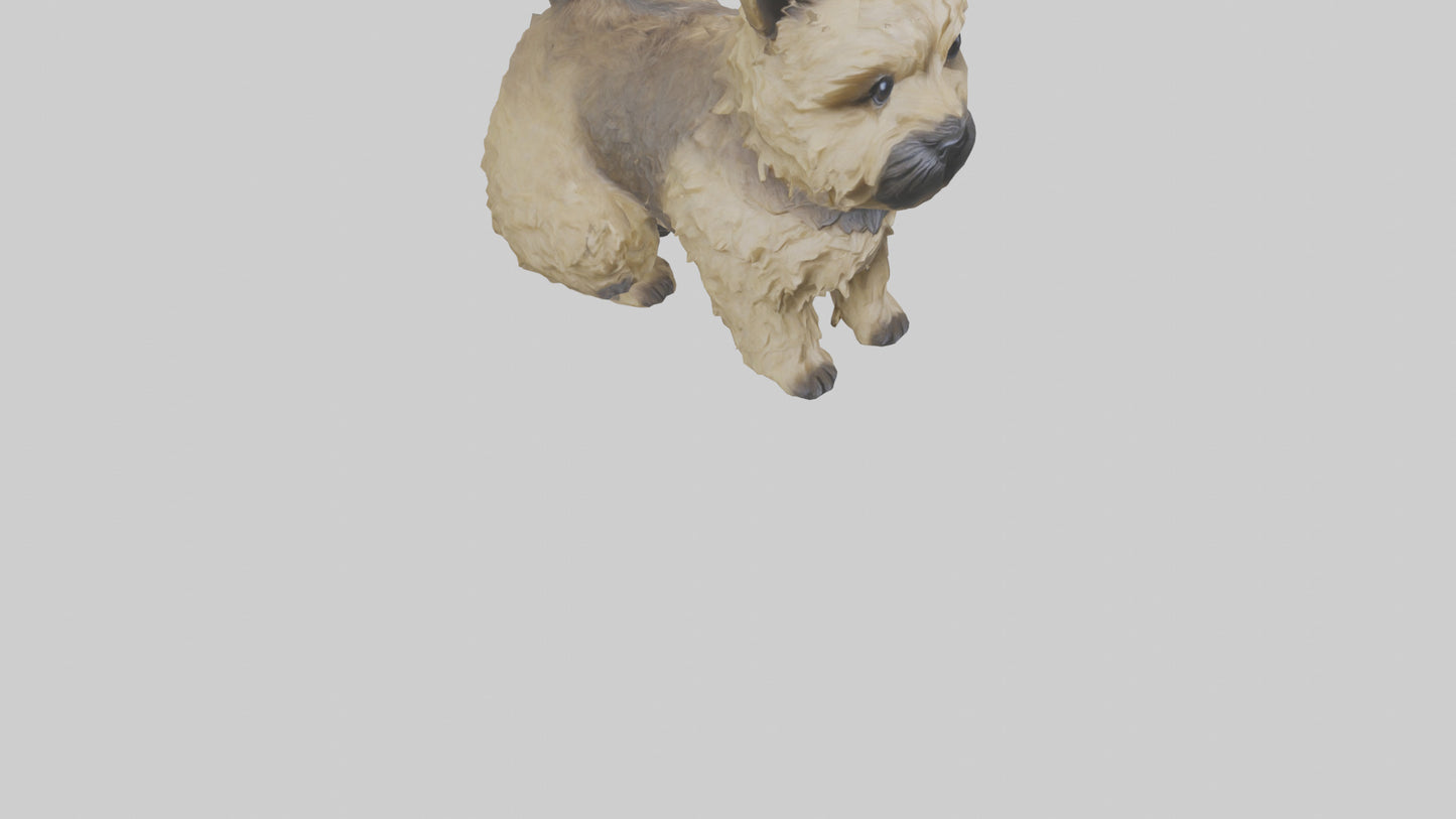3D model Cairn Terrier sitting model VR / AR / low-poly