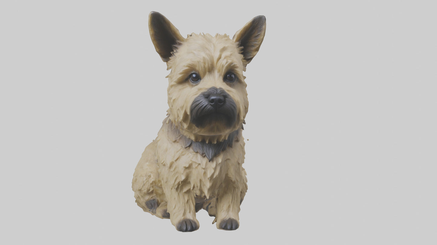 3D model Cairn Terrier sitting model VR / AR / low-poly