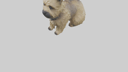 3D model Cairn Terrier sitting model VR / AR / low-poly