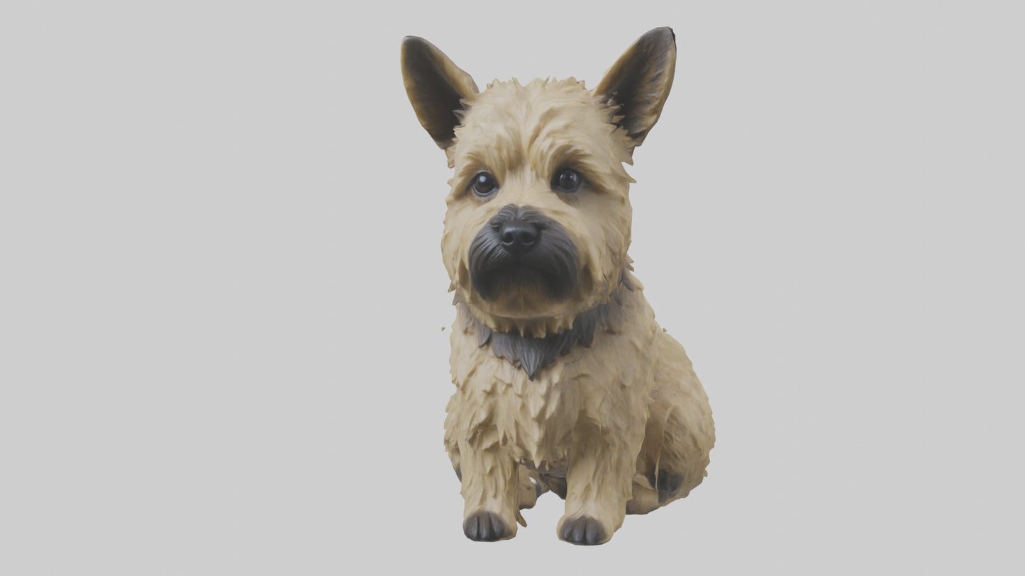 3D model Cairn Terrier sitting model VR / AR / low-poly