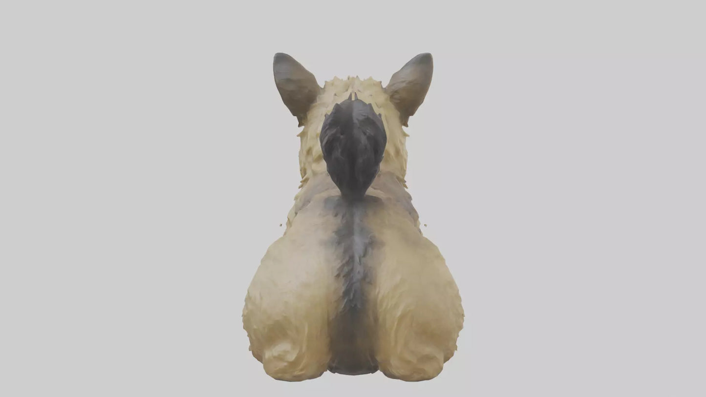 3D model Cairn Terrier sitting model VR / AR / low-poly