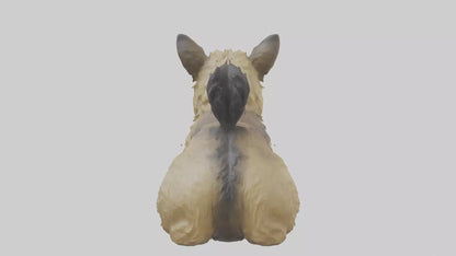 3D model Cairn Terrier sitting model VR / AR / low-poly