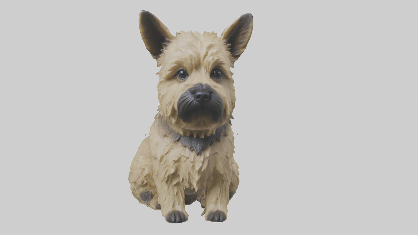 3D model Cairn Terrier sitting model VR / AR / low-poly