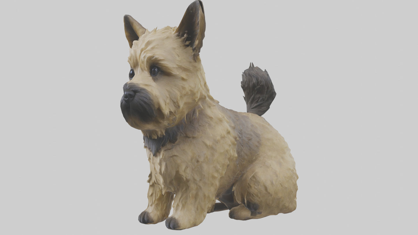 3D model Cairn Terrier sitting model VR / AR / low-poly