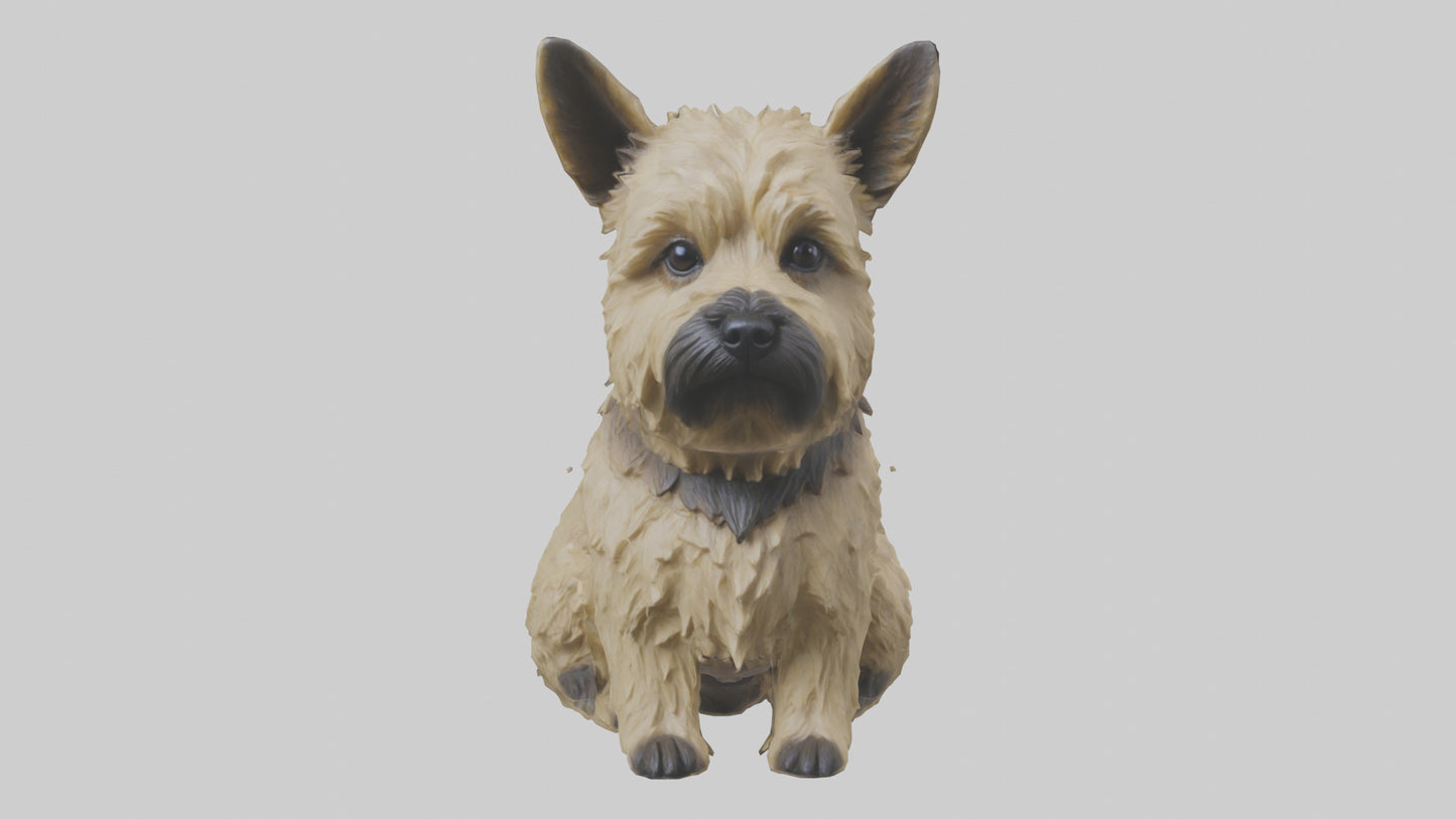 3D model Cairn Terrier sitting model VR / AR / low-poly