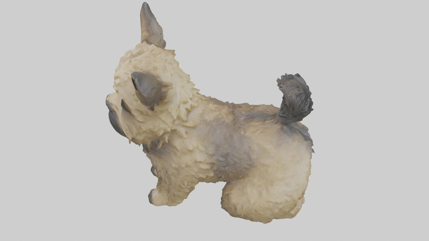 3D model Cairn Terrier sitting model VR / AR / low-poly