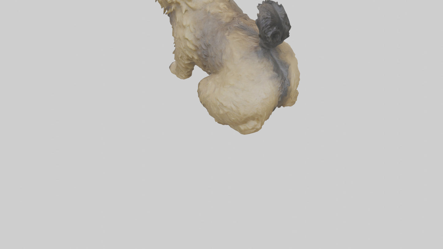 3D model Cairn Terrier sitting model VR / AR / low-poly