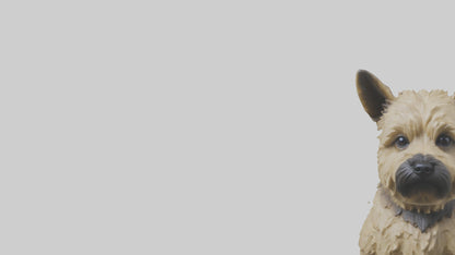 3D model Cairn Terrier sitting model VR / AR / low-poly