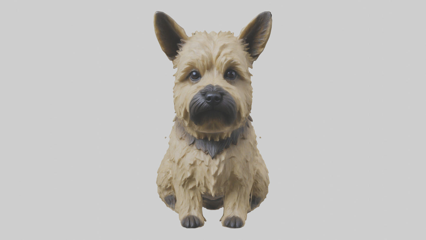 3D model Cairn Terrier sitting model VR / AR / low-poly