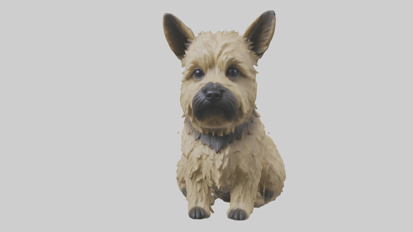 3D model Cairn Terrier sitting model VR / AR / low-poly