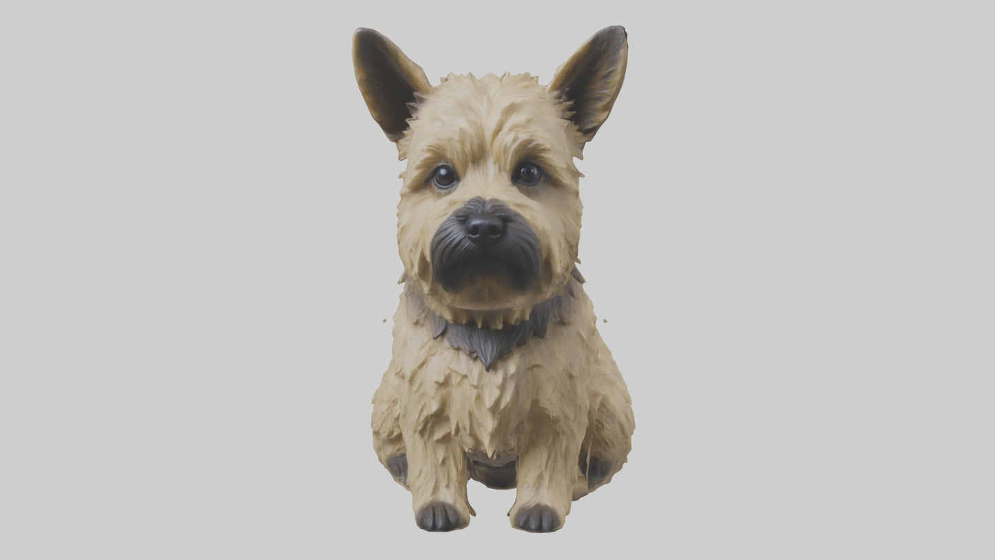 3D model Cairn Terrier sitting model VR / AR / low-poly