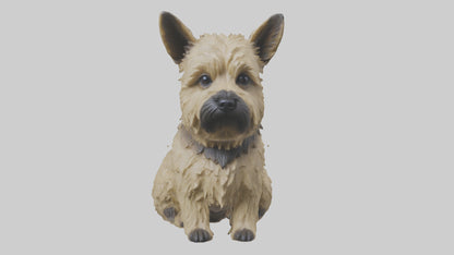 3D model Cairn Terrier sitting model VR / AR / low-poly