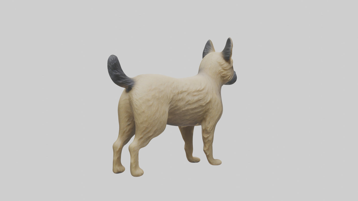 3D model Cairn Terrier standing model VR / AR / low-poly