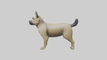 3D model Cairn Terrier standing model VR / AR / low-poly
