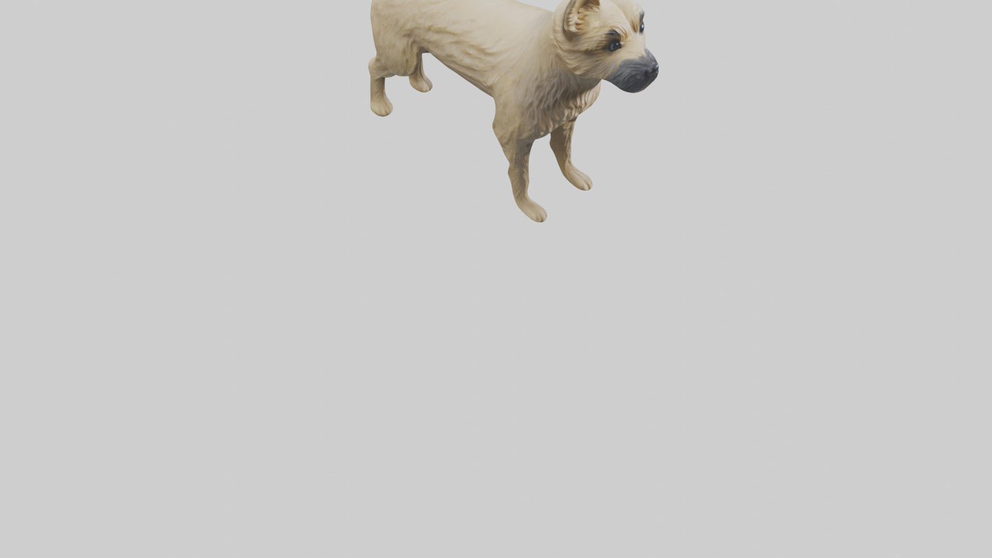 3D model Cairn Terrier standing model VR / AR / low-poly