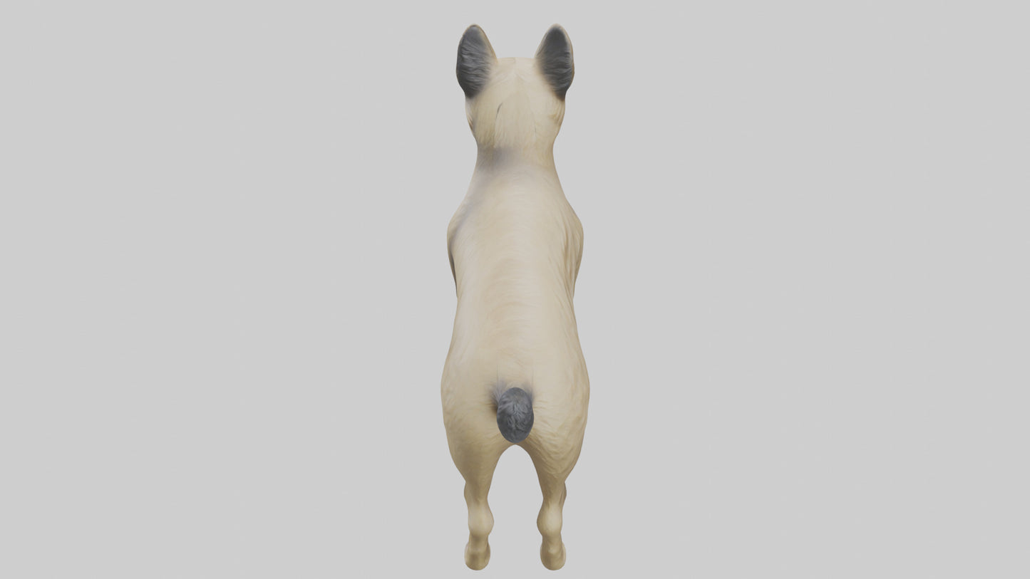 3D model Cairn Terrier standing model VR / AR / low-poly